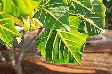 2022年TGA将展示超50款游戏 节目时长不及往年